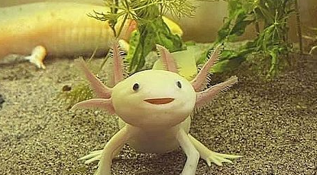 mojang axolotl plush