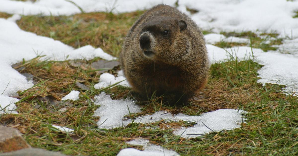 What Does Punxsutawney Phil Do the Rest of the Year?