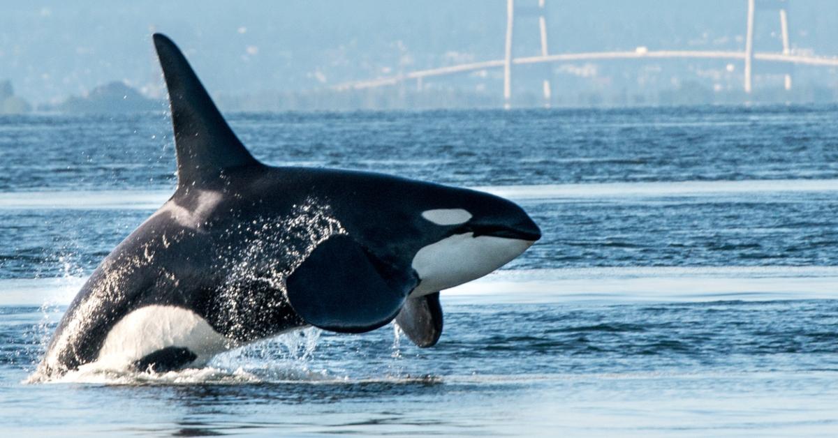 killer whales jumping at night