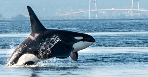 featured orcas