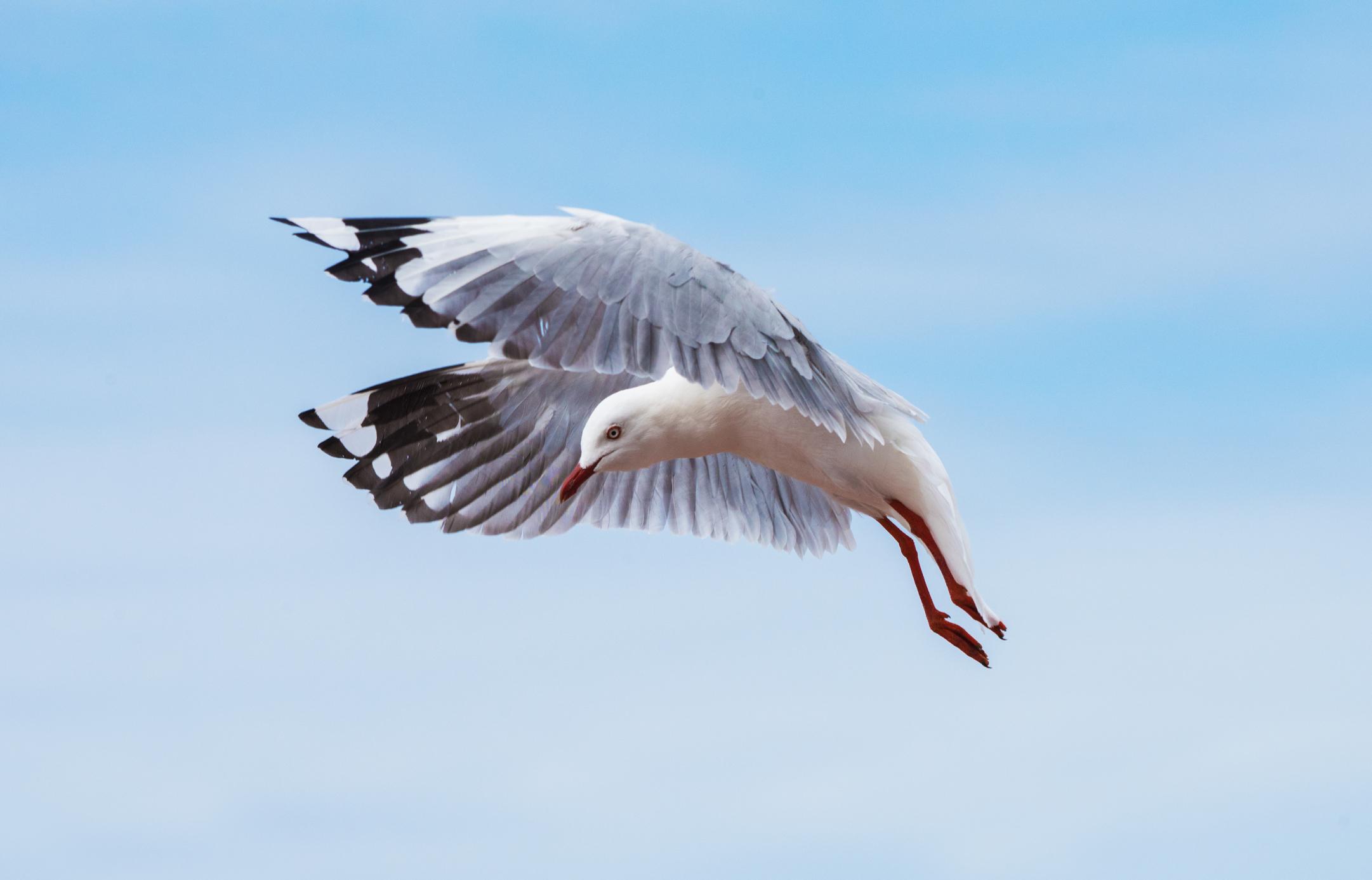 featured seagull