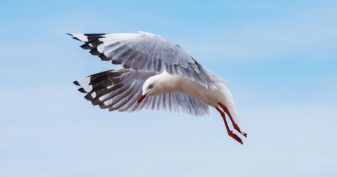 featured-seagull-1563819505220.jpg