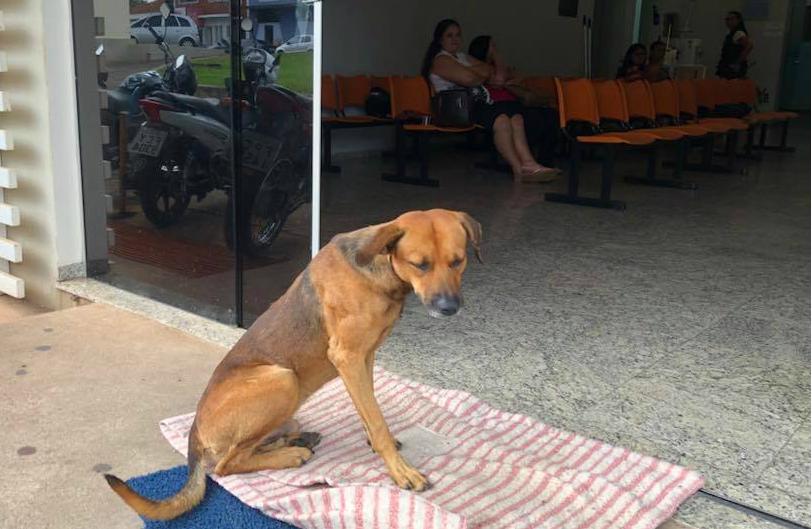 brazilian hospital dog