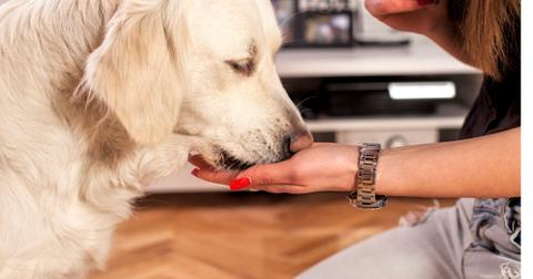 feeding-the-dog-picture-id530841897-1561485844895.jpg