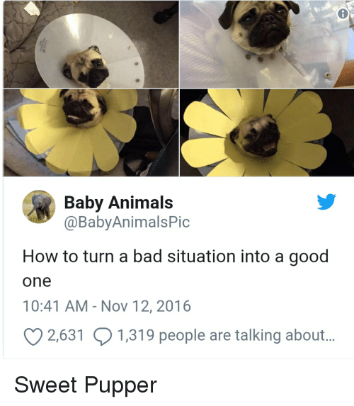 baby animals babyanimalspic how to turn a bad situation into