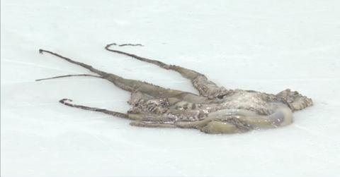 An octopus on the ice in a hockey rink