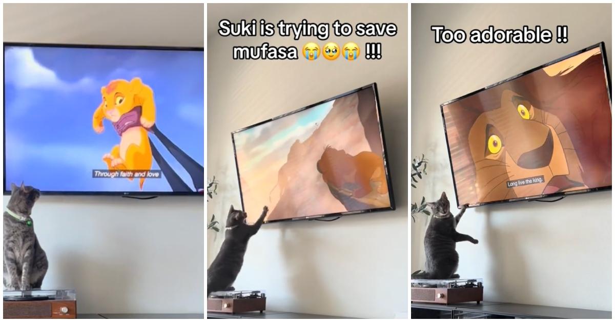 A cat watching 'The Lion King'
