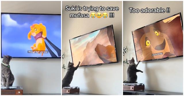 A cat watching 'The Lion King'