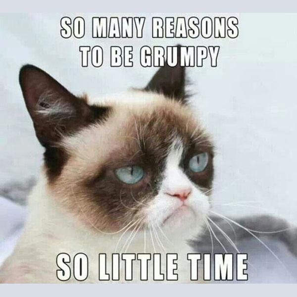 grumpy cat meme