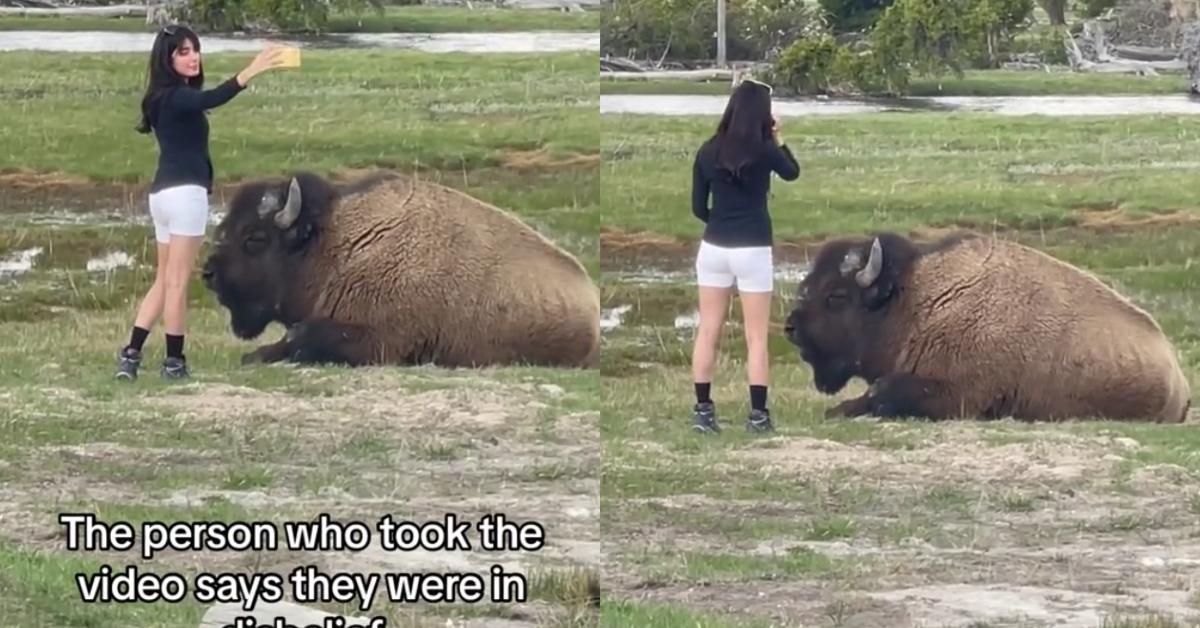 Woman Called Out for Taking Selfie With Bison at National Park