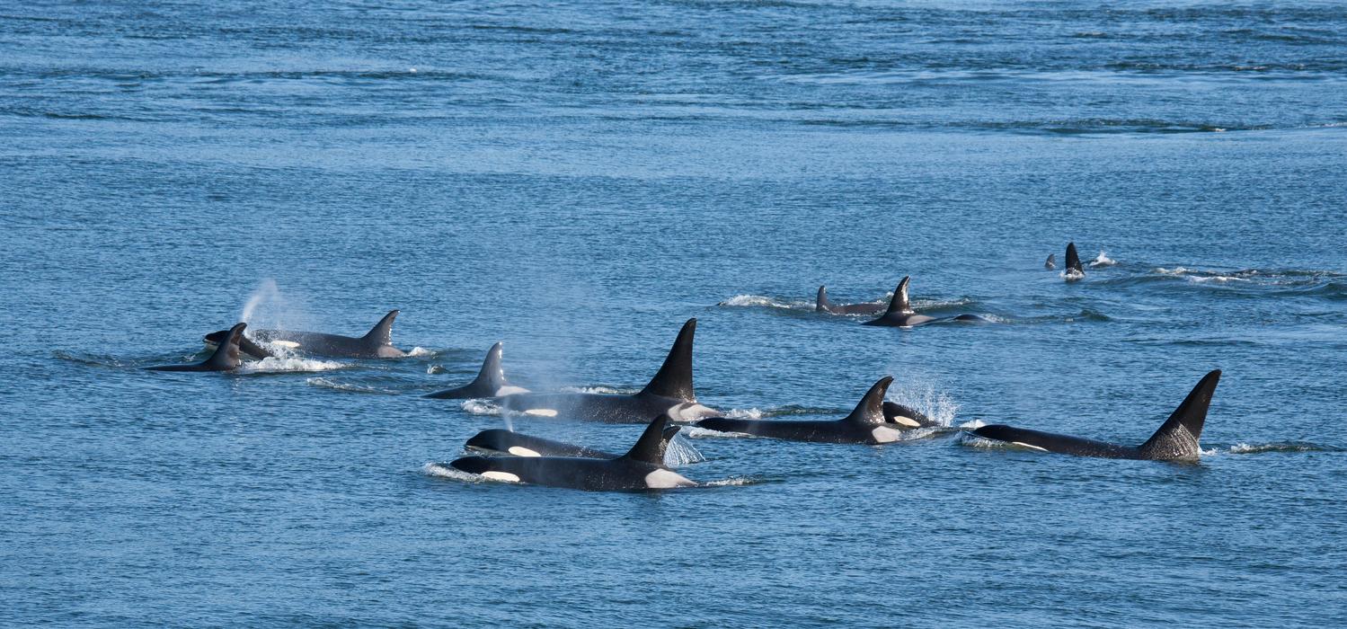 orcas