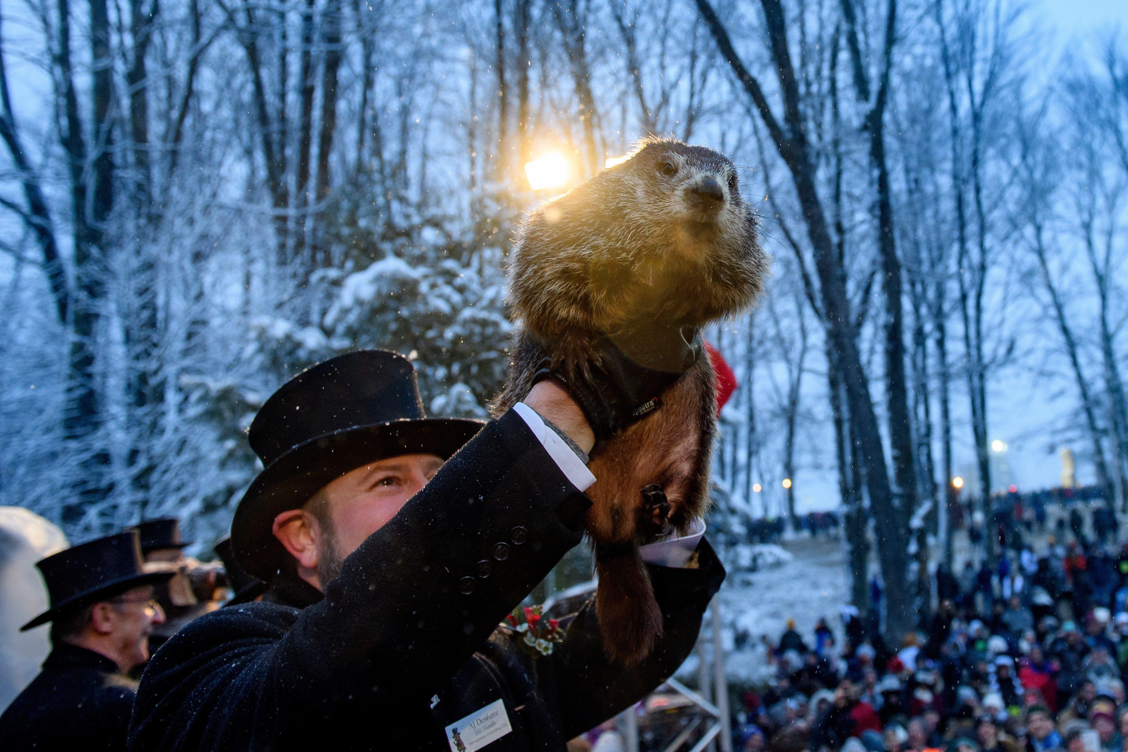  Punxsutawney Phil on Feb. 2, 2020.