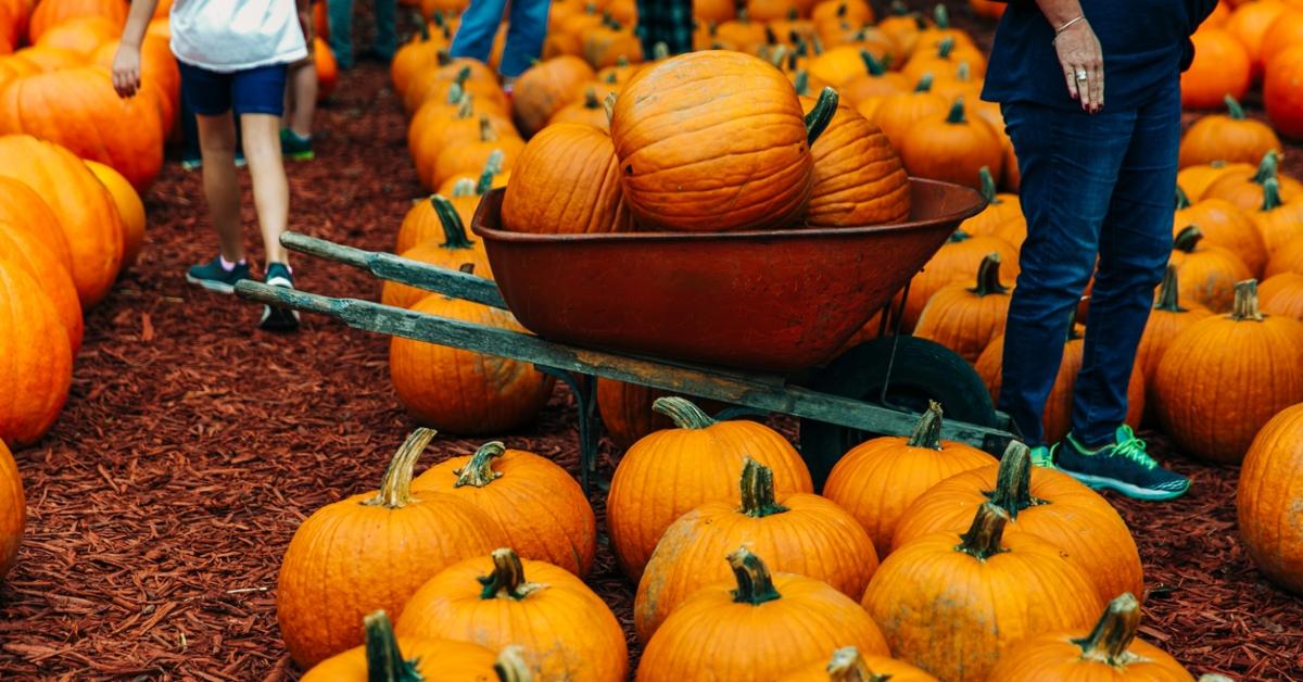 pumpkin patch safe