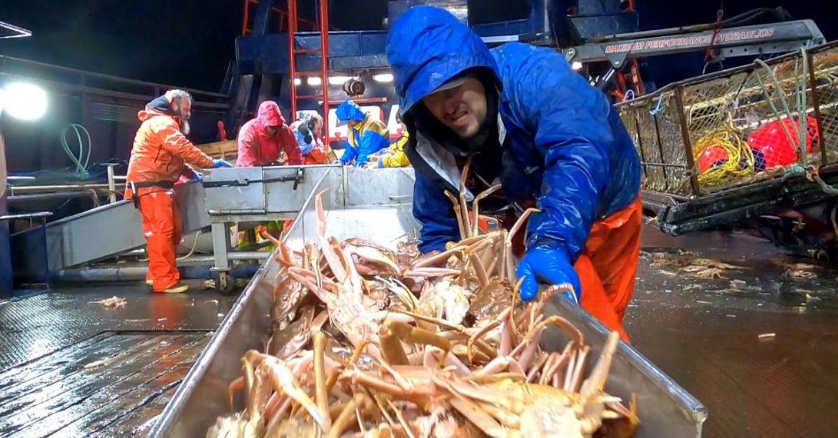 A deckhand on 'Deadliest Catch' handling a fresh batch of crabs.