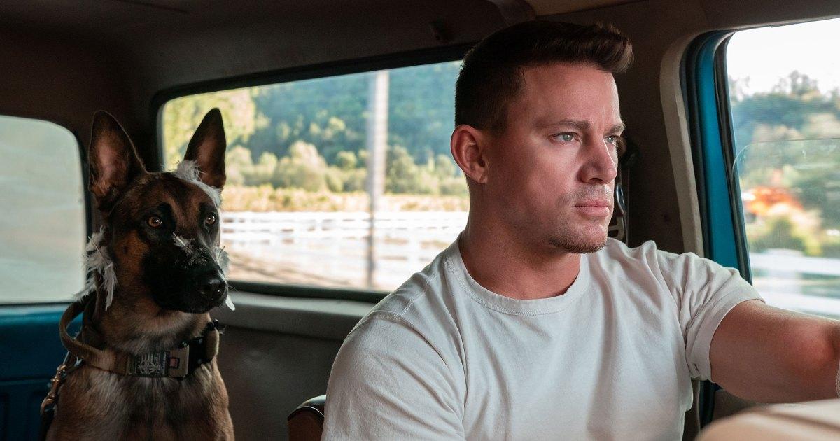 Does the Dog Die in the Movie 'Dog'? We Have All the Answers