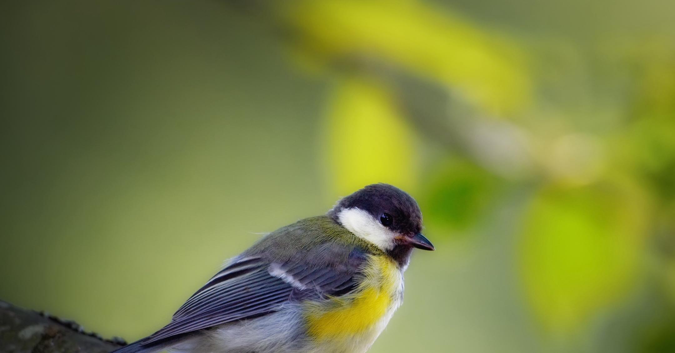 why-do-birds-sing-in-the-morning-here-s-what-to-know