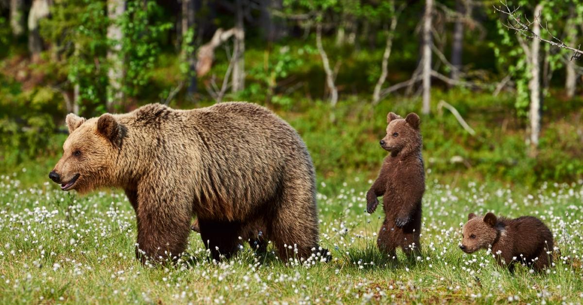 A brown bear family in the woods