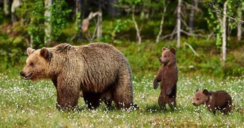 A brown bear family in the woods