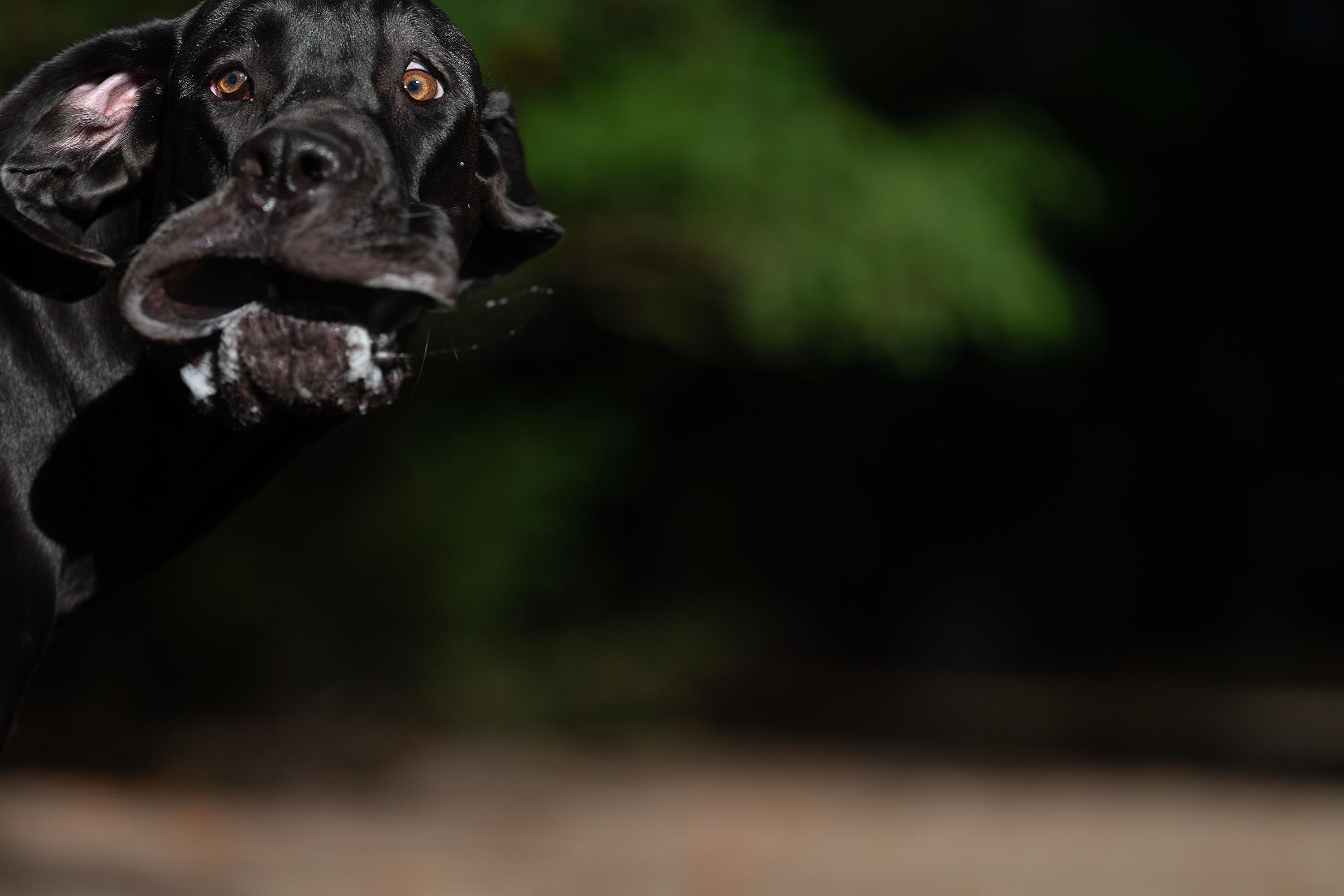 annett mirsberger_shocked mastiff_