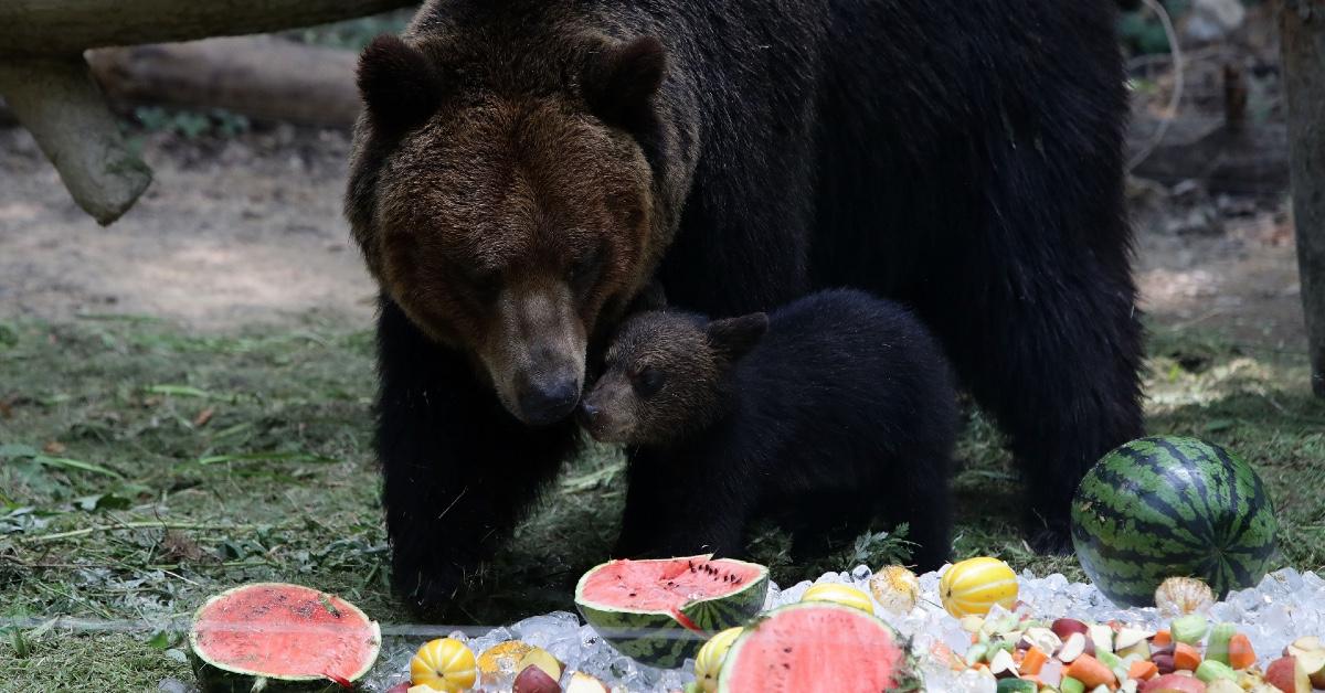 Brown bear and cub at Everland Amusement Park in South Korea.