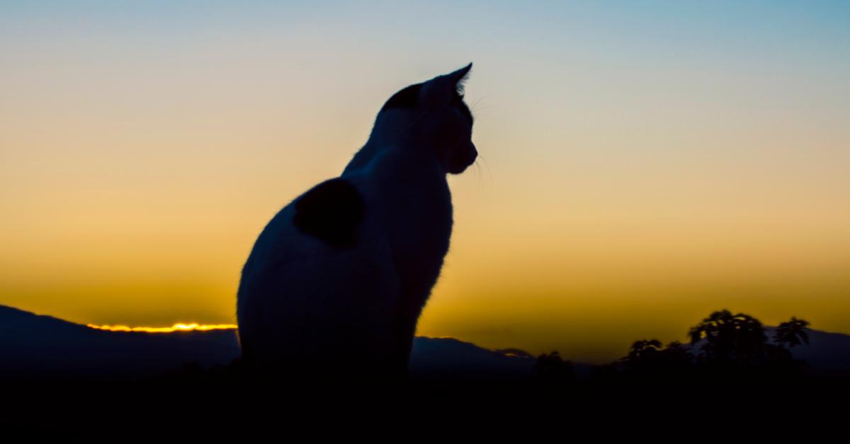 Silhouette of a cat sitting outside at sunrise.