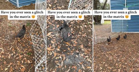 Chickens Freeze as a "glitch in the Matrix"