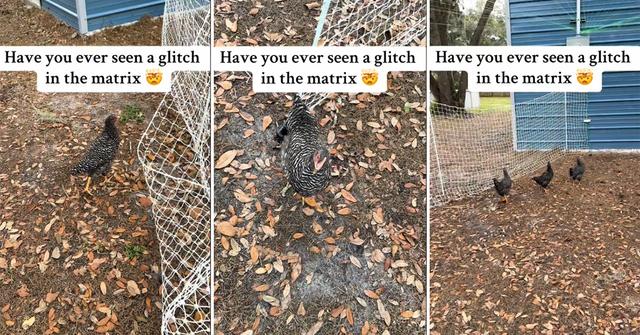 Chickens Freeze as a "glitch in the Matrix"