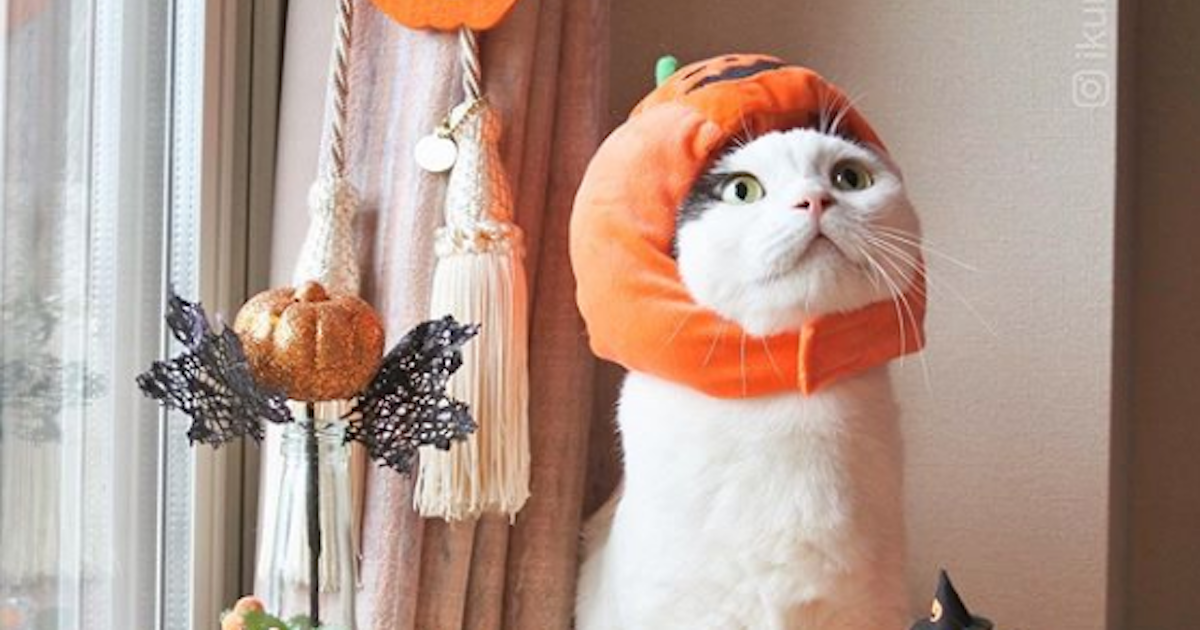 cat wearing pumpkin hat