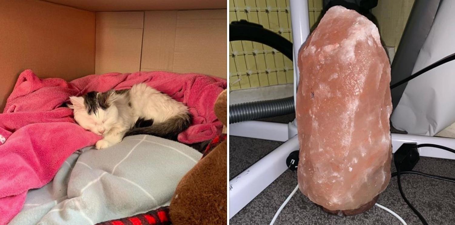 Vets Issues Warning to Pet Owners About Danger of Himalayan Salt Lamps