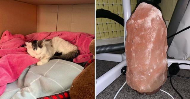 Vets Issues Warning to Pet Owners About Danger of Himalayan Salt Lamps