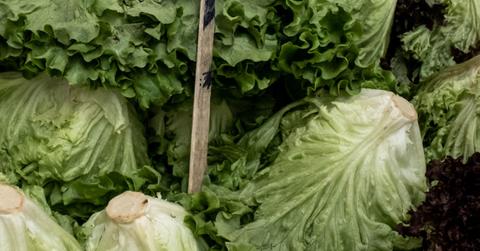 Lettuce