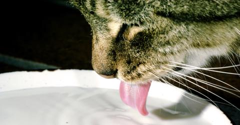 A cat drinking water