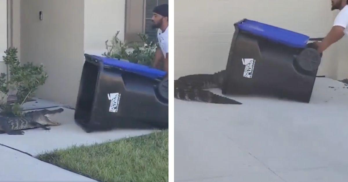 Watch This Florida Man Capture an Alligator Inside of His Trash Can