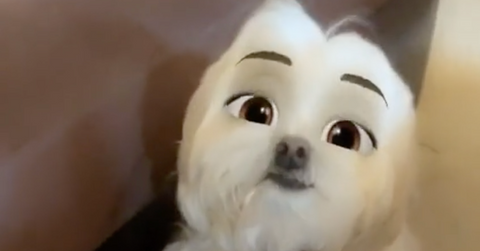 tiktok disney dog challenge