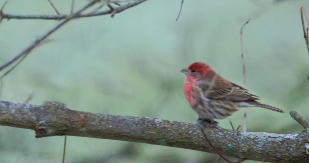 A Bird in a Tree