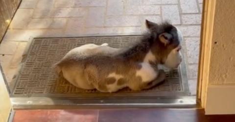 Peabody the Mini Horse