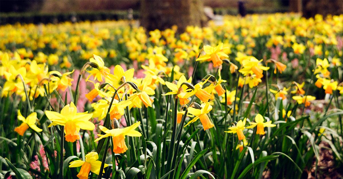 A field of yellow daffodil flowers