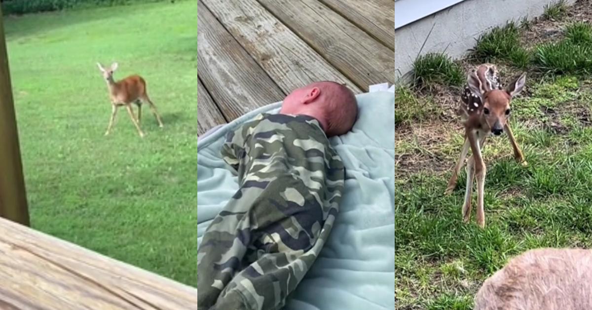 Mama Deer Rushes to Crying Baby Thinking It’s Her Fawn