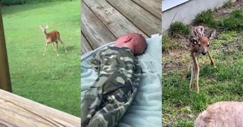 Mama Deer Thinks Newborn Baby Is Her Fawn