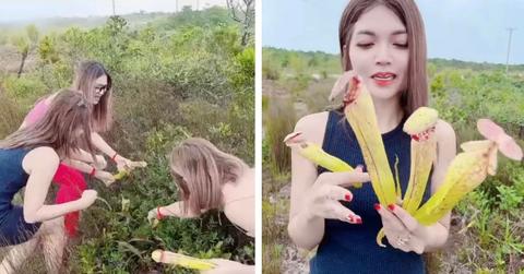 Women plucking penis plant