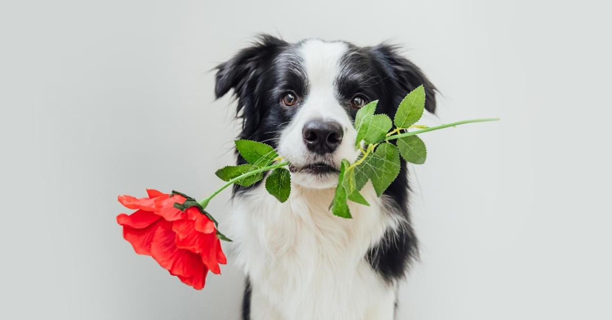 dog with a rose