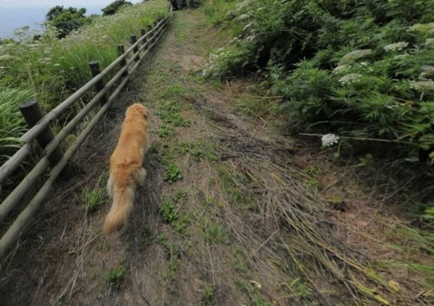 golden retriever google street view image