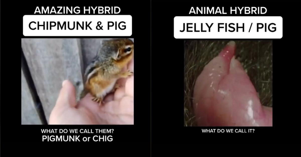 7 Hybrid Animals That Sound Fake But Are Actually Real