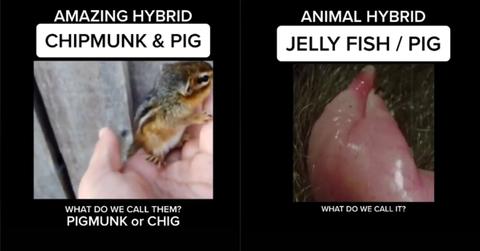 Official TikTok Science