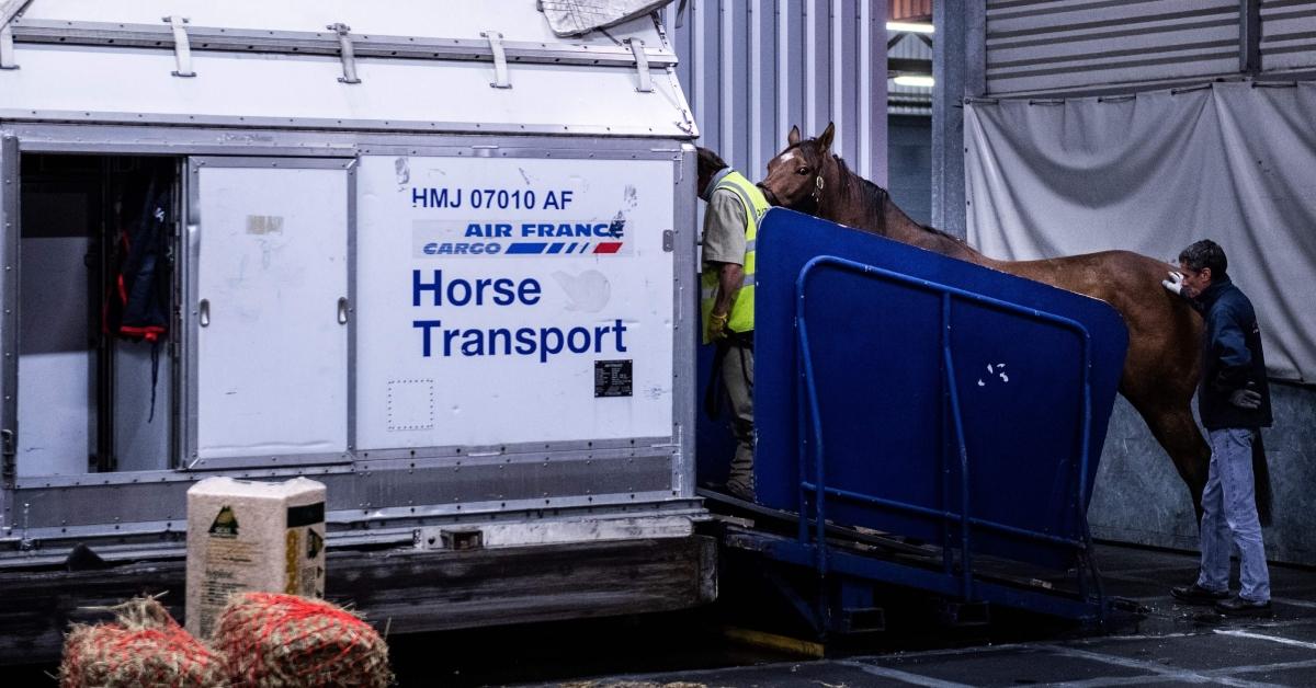 A man loads a horse in a box to travel on a cargo plane from Airfrance Cargo.