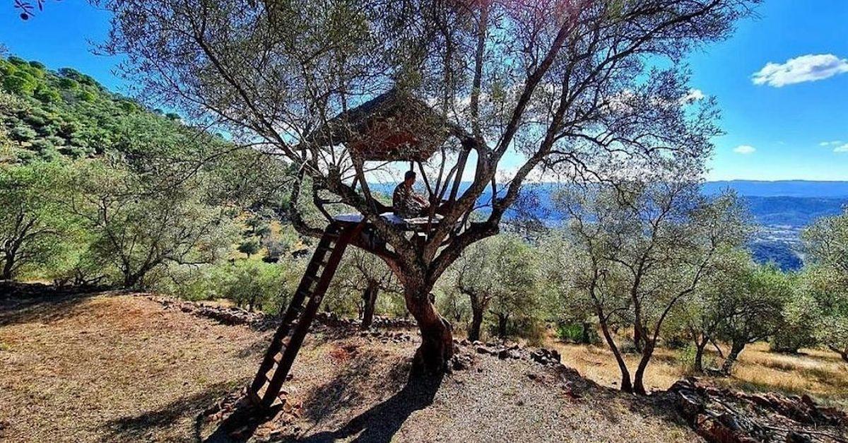Is Olive Tree People An Mlm Is Olive Tree People an MLM or Not? The Truth