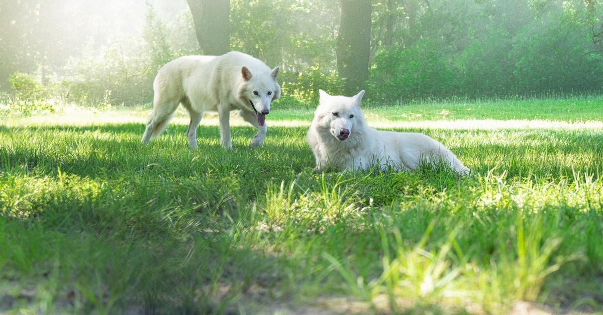 Dire Wolves