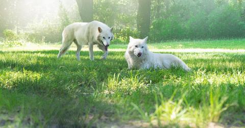 Dire Wolves