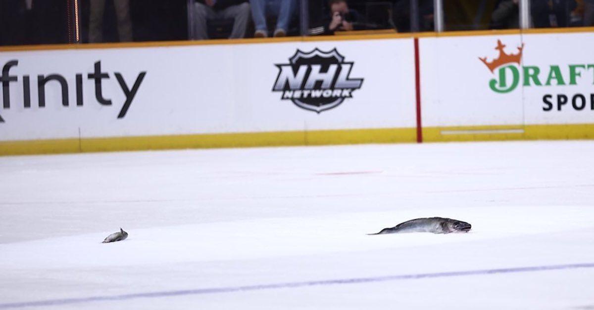 Why Do They Throw Catfish on the Ice for Nashville Predators?
