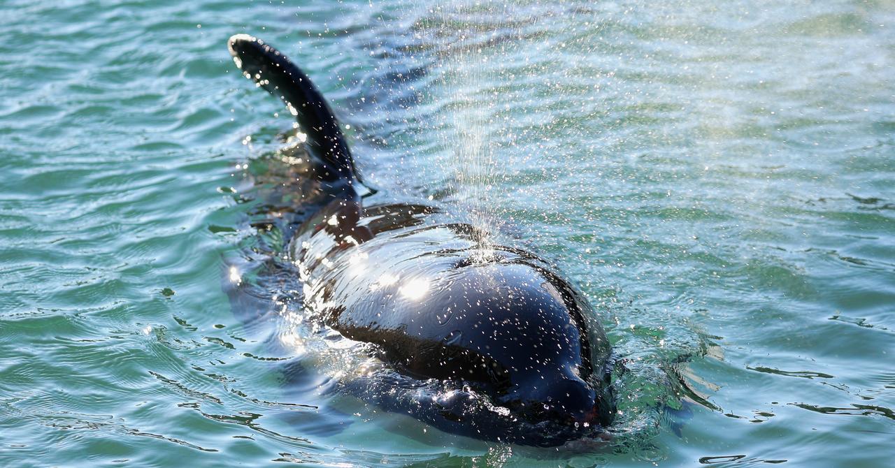 Why Do Whales Explode After They Die? It May Not Be What You Think